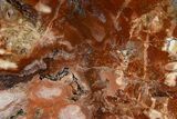 Colorful Petrified Wood Slab - Weird Grain Patterns #325557-1